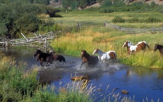 Картинка поле, лошади, пейзажи, бесплатные изображения, дикая местность, ферма, Монтана, стадо, луг, река, фауна, природа, забор, водно-болотные угодья, сельский, деревья, ранчо, кони, животные, дикая природа, прекрасная, пастбище, загородную местность, трава, отражения, страны, вода, сельская местность, среда обитания, крупный рогатый скот