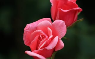 Картинка розовый, цветущее растение, роза, порядок роз, наземное растение, розовая семья, макросъёмка, флора, природа, цветы, растение, лепесток, красная роза, красный, садовые розы, стебель растения, флорибунда, цветок