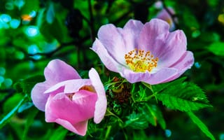 Картинка цветы, шиповник в Крыму, РозоЦвет, дикая роза