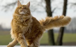 Картинка мейн-кун, классно, величественная, кошка, пушистые