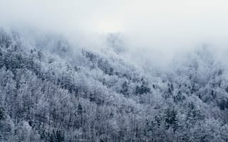 Обои туман, пейзаж, древесное растение, погода, мороз, ветвь, природа, пейзажи, сезон, горные формы рельефа, снег, облако, дерево, бесплатные изображения, горы, горный хребет, утро, атмосферное явление, зима, замораживание, ель, лес