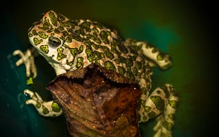 Картинка лягушка, жаба, жаба на листке, пруд