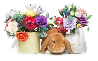 Картинка кроликов, букеты, животные, пасхальный кролик, праздники