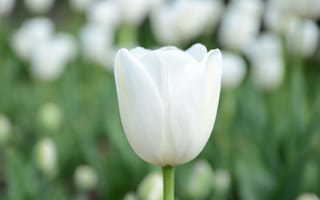 Картинка размытый, близко, белый, белый тюльпан