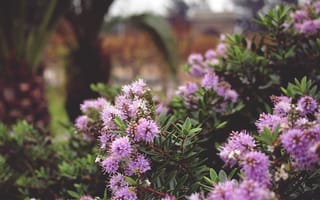 Картинка пурпурные цветы, размыты, цветы, растения, листья