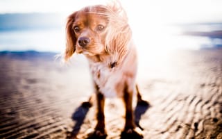 Картинка собака, ходить, собаки, солнечный свет, ходьба
