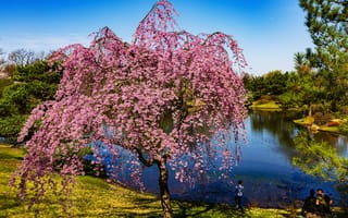 Картинка природа, реки сша, цветущие деревья, природа сша, сезоны, весна, США, реки