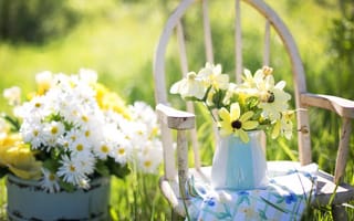 Картинка ромашки, ваза, цветы, жёлтые цветы, стул, праздники