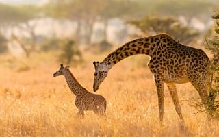 Картинка жираф, пыль, животные, семья, дикая природа, детеныш, поле