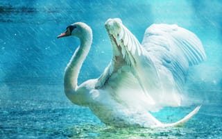 Картинка море, вода, водоплавающая птица, крыло, прекрасная, птица, утки гуси и лебеди, позвоночные, птицы, бесплатные изображения, дождь, элегантный, белый, лебедь