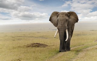 Картинка животные, степи, слонов, выпаса, дикая природа, приключения, фауны, простой, экосистема, сафари, степь, саванна, пастбище, слоны и мамонты, млекопитающих, слон, африканский слон, индийский слон, окружающая природа