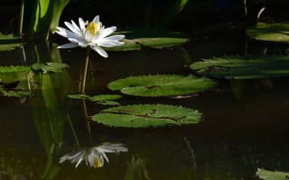 Картинка пруд, водоём, водяная лилия, природа, цветы, озеро