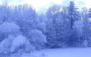 Картинка замороженные деревья, снег на деревьях, снег, мороз, природа, иней, холод, зима