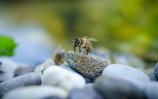Картинка пчела, насекомое, размытый, камни, насекомые, макро
