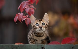 Картинка милый котёнок, усы, красные листья, кошки, природа, просмотреть