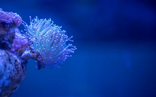 Обои синий, компьютерные, подводный, риф, анемона, коралловый риф, голубой электрический, небо, организм, морская анемона, подводный мир, кораллы, книдария, аквариумное освещение, макросъёмка, биология моря, каменистый коралл, вода, бесплатные изображения, крупным планом