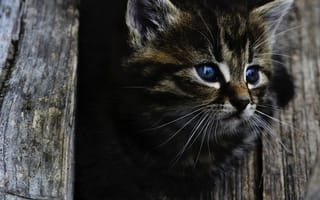 Картинка котенок, милая, кошки, домашний котенок, маленький котенок, серый котенок, древесина