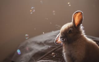 Картинка кролик, мыльные пузыри, милая, животные
