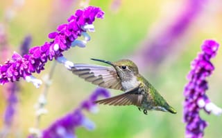 Картинка колибри, птица, цветок