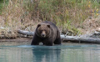 Картинка Аляска, Lake Clark National Park, бурый медведь