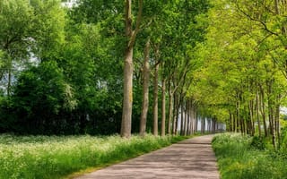 Картинка Южная Голландия, Нидерланды, деревья
