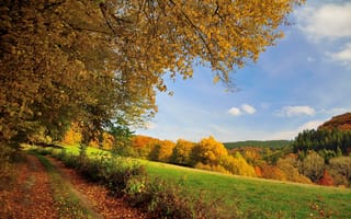 Картинка осень, поле, деревья, дорога