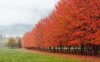 Картинка Норт-Бенд, осень, поле, Вашингтон