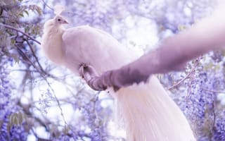 Картинка белый павлин, величественная, птицы, дерево, перо