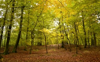 Обои осень, парк, деревья, лес