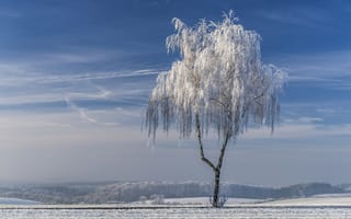 Обои зима, дерево, поле