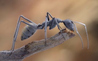Картинка муравей, макро, насекомое