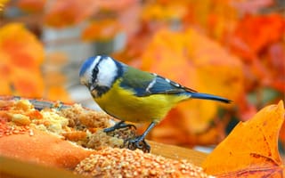Картинка птица, autum, едим хлеб, листья, размытый, птицы