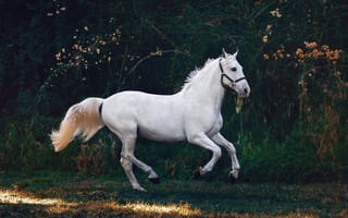 Картинка белый конь, животные, озорной, запущена, величественная