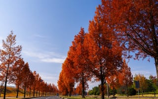 Картинка осень, дорога, деревья