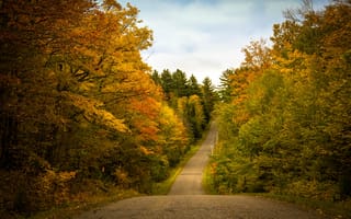Картинка осень, лес, дорога