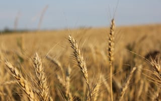 Картинка пшеница, поле, природа, близко
