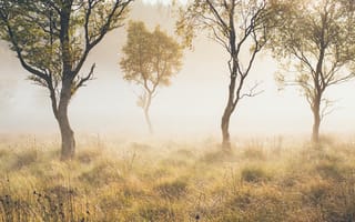 Картинка туман, трава, деревья, плохая видимость, природа, высокая трава