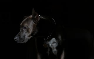 Картинка собака, черная собака, собакоподобное млекопитающее, позвоночные, собаки, чёрный пёс, карниворан, картинки на телефон