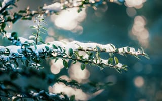 Картинка размытый, листья, замороженное дерево, природа, зима, фотографии, мороз