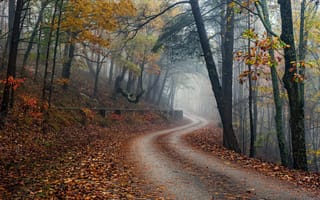 Картинка осень, пейзаж, дорога, лес, туман, деревья