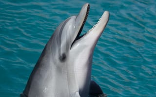 Обои грубозубый дельфин, позвоночные, бесплатные изображения, обыкновенный бутылконосый дельфин, полосатый дельфин, животное, умный, биология, дельфин-спиннер, кит, косатка, морской, дельфин, стенелла, море, киты дельфины и морские свиньи, тукукси, биология моря, короткоклювый обыкновенный дельфин, подводный мир, морское млекопитающее, млекопитающее