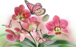Картинка бабочки, цветы, розовый цветок, бутон