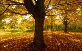 Картинка осень, поляна, пейзаж, деревья