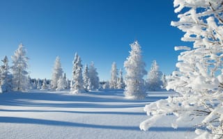 Картинка зимний лес, сугробы, снег, елки