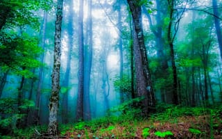Картинка лес, деревья, пейзаж, туман