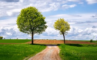 Обои поле, дорога, пейзаж, дерево
