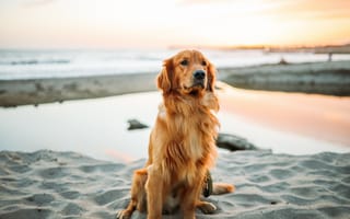 Картинка золотой ретривер, милые собаки, бесплатные фотографии, собаки, сидит, песок