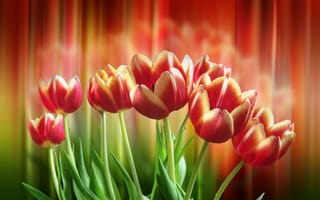 Картинка тюльпаны, флора, цветы