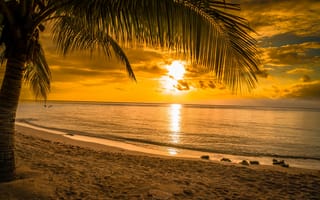 Картинка закат, море, пляж, пальма
