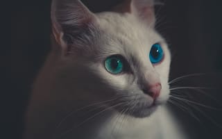 Картинка красочные глаза, милая белая кошка, глядит в сторону, кошки
